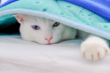 Cat lying under a blanket stretched