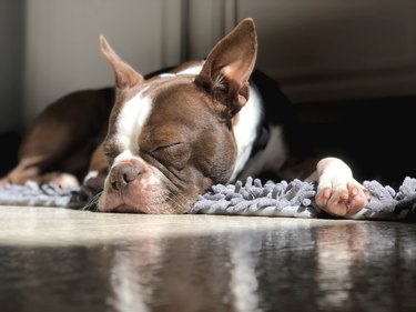 Boston Terrier dog sleeping on the floor in a patch of sunlight