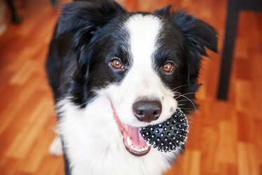 Funny portrait of cute smilling puppy dog border collie holding toy ball in mouth. New lovely member of family little dog at home playing with owner. Pet care and animals concept