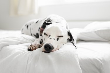Close-up of a dalmation sleeping in bed