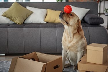 Happy dog having fun with rubbish toy