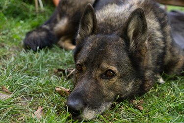 German Shepherd dog in garden.