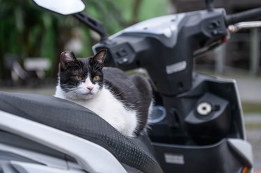 cat on a motorcycle