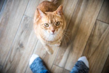 Cat between owner's feet looks up at camera