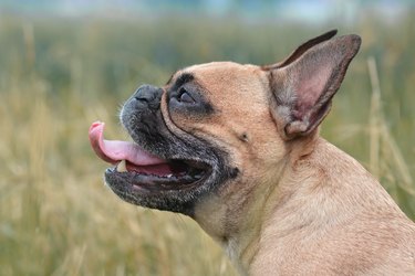 Side profile view of a fawn French Bulldog dog with long nose, sticking out tongue
