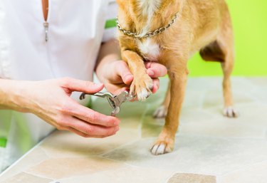 Little dog at manicure in dog grooming salon