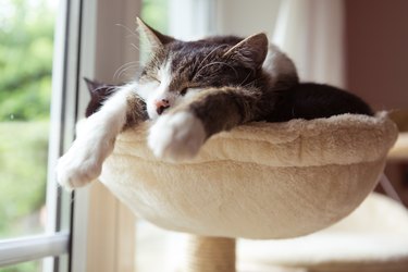 two cats asleep in small cat hammock