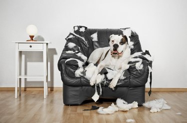 Boxer dog destroyed a leather armchair.