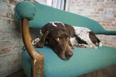 Pointer on a chair