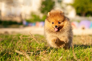 Portrait of a Cute pomeranian spitz. In motion