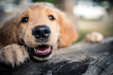 Close up of a brown dog outside