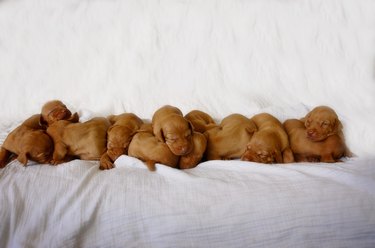 Litter of 12 Vizsla puppies piled together