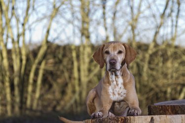 magyar Vizsla dog lying on a tree stump