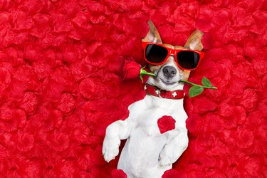 valentines dog in love surrounded by roses wearing sunglasses