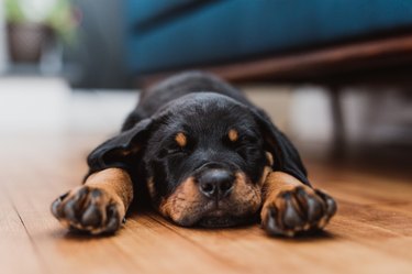 Rottweiler puppy sleeping in living room