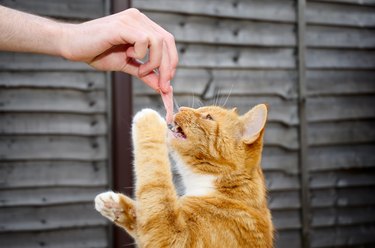 Feeding the cat