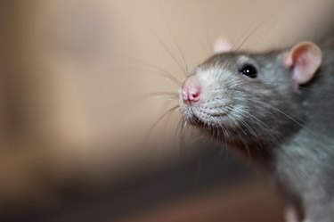 Portrait of domestic rat