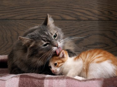 Large gray cat licks a small kitten