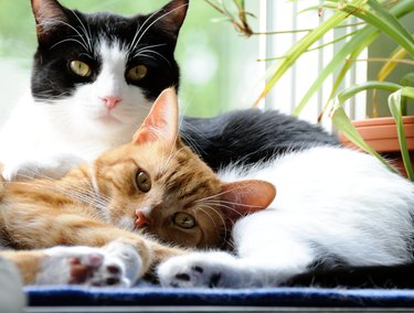 A black and white cat and an orange cat are snuggling by a plant.