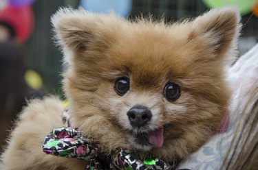 Face of a Pomeranian dog