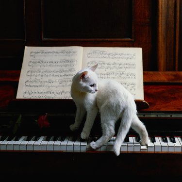 Cat on piano