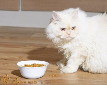 White Persian kitten sitting next to full bowl of dry food on a wooden floor.