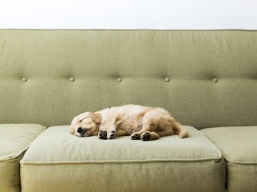 Puppy sleeping on sofa