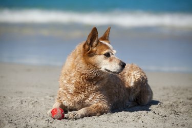 Red Heeler at the Beach