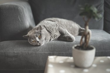 British Shorthair cat relaxes lying down on a grey couch as she looks away