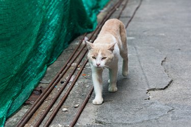 Stray cat walking down the street