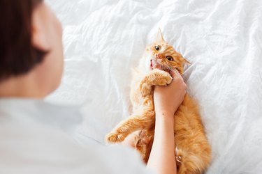 Ginger cat bites woman's hand.