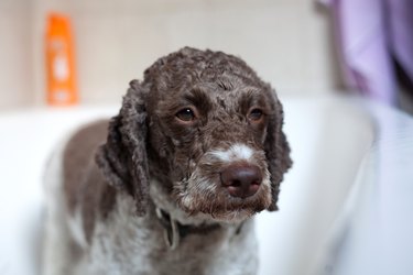 dog in bathtub