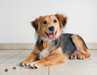 Australian Shepherd Dog hoping to be adopted