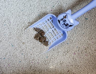 excrement a cat