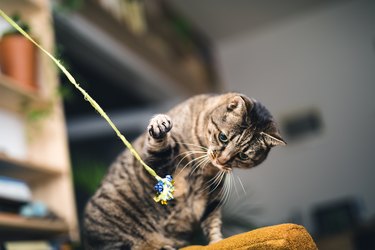 Playful Cat playing with toy