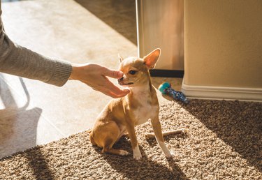 Chihuahua Puppy in Sunlight