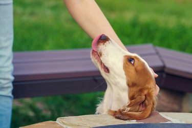 head of dog faithfully looking at his owner