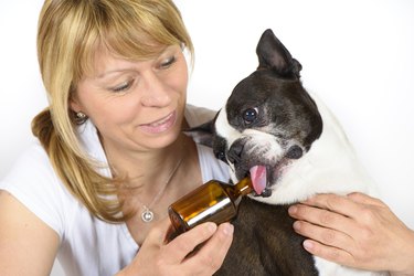 Veterinarian Giving Medicines To Dog Against White Background