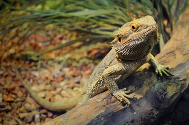 young bearded dragon in a terrarium