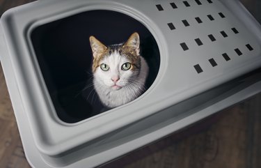 Tabby cat sitting in a top-entry litter box and looking curious up to the camera.