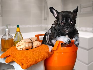 Funny dog wash in a basin, taking a bath