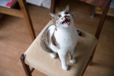 A cat meowing on a chair