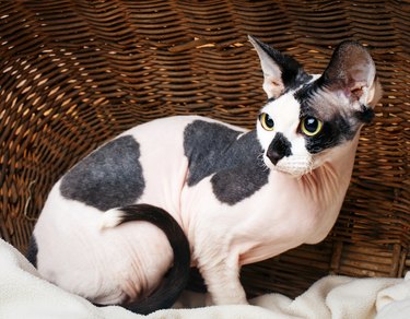 Sphynx Cats Inside a Wooden Basket Looking Up