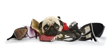 Shoes to Chew From