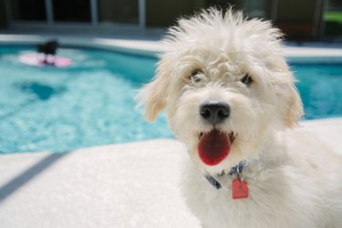 Cute white. puppy playing outside by the pool