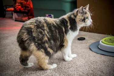 Manx calico cat in profile at home.