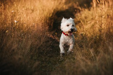 West terrier dog running in the field