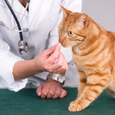 Veterinarian holding a pill in front of a young cat