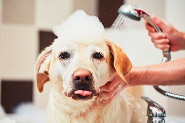 Close-Up Portrait Of Dog