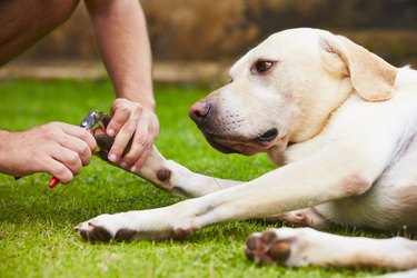 are dog clippers different from human hair clippers